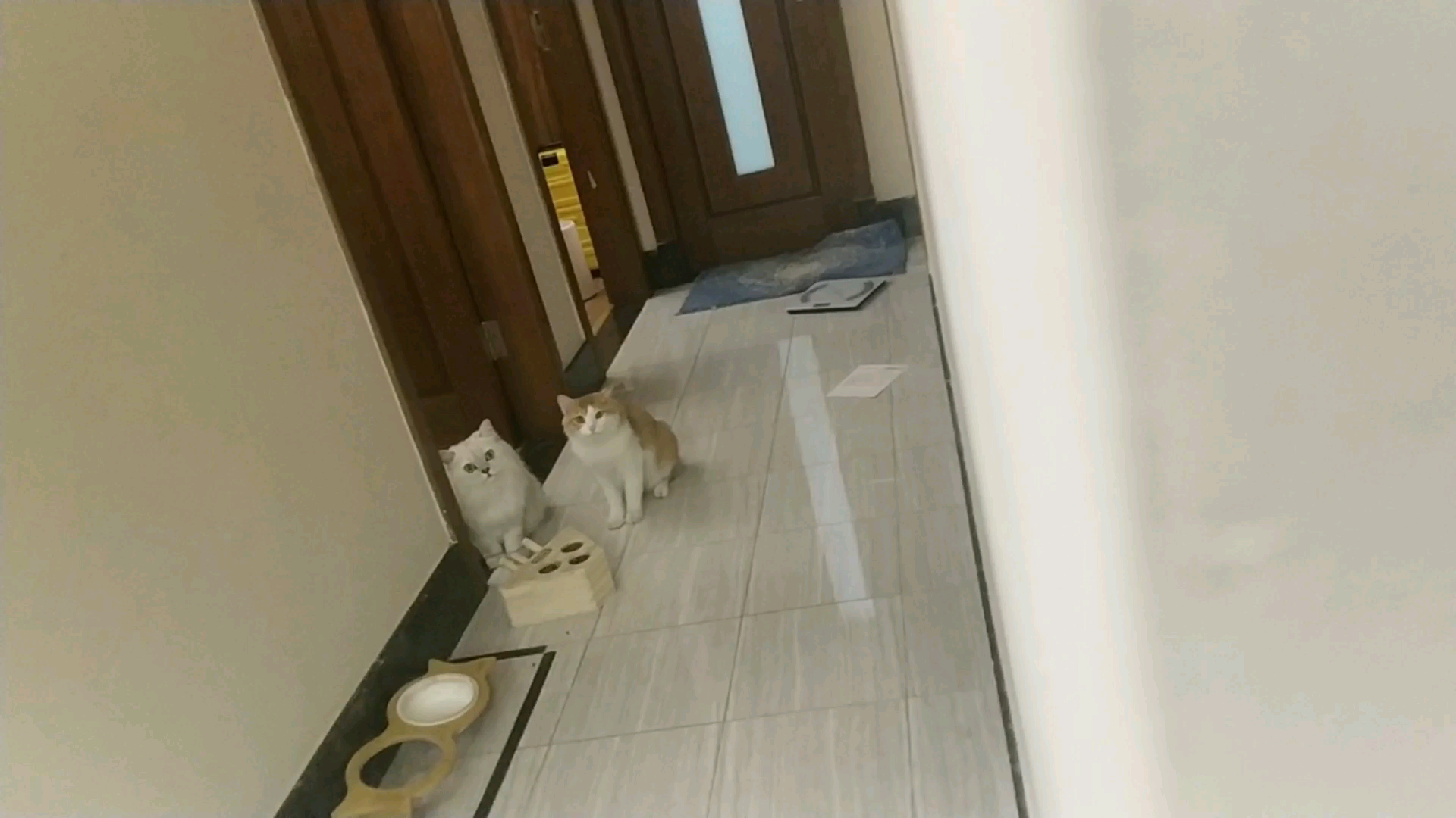 【米糊与烧麦】偷窥猫猫被发现的铲屎官